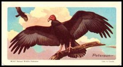 22 Turkey Vulture